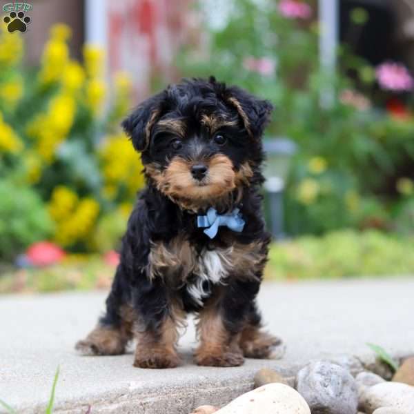 Charlie, Yorkie Poo Puppy